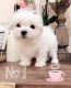 Maltese Puppies for sale in Waterboro, ME, USA. price: $650