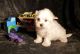Maltese Puppies for sale in Barnett, MO 65011, USA. price: NA