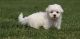 Maltese Puppies for sale in Jackson, MS, USA. price: $500