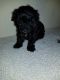 Maltese Puppies for sale in Elm Grove, LA 71051, USA. price: NA