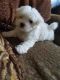 Maltese Puppies for sale in El Paso, TX, USA. price: NA