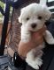 Maltese Puppies for sale in West Virginia State Capitol, Charleston, WV 25305, USA. price: $500