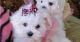 Maltese Puppies for sale in 676 N Michigan Ave, Chicago, IL 60611, USA. price: NA