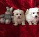 Maltese Puppies for sale in CA-1, Morro Bay, CA, USA. price: NA
