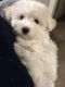Maltese Puppies for sale in Kissimmee, FL, USA. price: $600