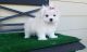 Maltese Puppies for sale in Kissimmee, FL, USA. price: $650