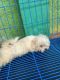 Maltese Puppies for sale in Taguig, Metro Manila, Philippines. price: 8000 PHP