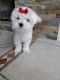Maltese Puppies for sale in Oviedo, FL, USA. price: NA
