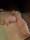 Maltese Puppies for sale in Bellevue, OH 44811, USA. price: NA