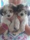 Maltese Puppies for sale in New Kent, VA 23124, USA. price: NA