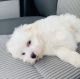 Maltese Puppies for sale in Pelham Parkway, The Bronx, NY, USA. price: NA