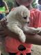 Maltese Puppies for sale in Glen Raven, NC 27215, USA. price: NA