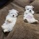 Maltese Puppies for sale in Fresno, CA 93720, USA. price: $500