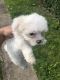 Maltese Puppies for sale in Homestead, PA 15120, USA. price: $700