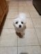 Maltese Puppies for sale in Riverside, CA, USA. price: NA