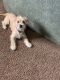 Maltese Puppies for sale in Oakdale, MN 55128, USA. price: NA