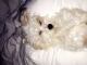 Maltese Puppies for sale in 57324 Suffield Dr, Washington, MI 48094, USA. price: NA