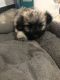 Maltese Puppies for sale in West New York, NJ 07093, USA. price: $250