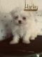Maltese Puppies for sale in 5506 Sierra Cir, Dayton, OH 45414, USA. price: NA