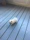 Maltese Puppies for sale in Raleigh, NC, USA. price: NA