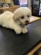Maltese Puppies for sale in Middletown, CT 06457, USA. price: NA