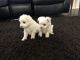 Maltese Puppies for sale in Lancaster, CA, USA. price: NA