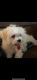 Maltese Puppies for sale in Daytona Beach, FL, USA. price: NA