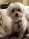 Maltese Puppies for sale in Frisco, TX, USA. price: NA