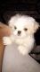 Maltese Puppies for sale in North Miami Beach, FL 33162, USA. price: NA