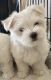 Maltese Puppies for sale in Navasota, TX 77868, USA. price: NA