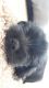 Maltese Puppies for sale in Lake Elsinore, CA 92532, USA. price: $100