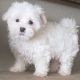 Maltese Puppies for sale in Milwaukee, WI, USA. price: NA
