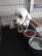 Maltese Puppies for sale in Loganville, GA 30052, USA. price: NA