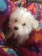 Maltese Puppies for sale in St Peters, MO, USA. price: NA
