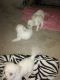 Maltese Puppies for sale in Los Lunas, NM 87031, USA. price: $500