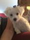 Maltese Puppies for sale in Fort Mill, SC, USA. price: NA