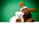 Maltese Puppies for sale in Austin Ln, Frisco, TX 75034, USA. price: NA
