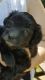 Maltese Puppies for sale in Marcellus, MI 49067, USA. price: NA