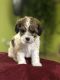 Maltese Puppies for sale in Denver, CO 80220, USA. price: NA