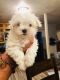 Maltese Puppies for sale in Palo Alto, CA 94303, USA. price: $1,400