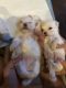 Maltese Puppies for sale in 20711 Winston Lake Dr, Richmond, TX 77406, USA. price: NA