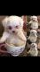 Maltese Puppies for sale in 20715 Winston Lake Dr, Richmond, TX 77406, USA. price: NA