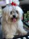 Maltese Puppies for sale in Carrollton, GA, USA. price: $1,000