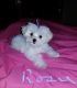Maltese Puppies for sale in Ohatchee, AL 36271, USA. price: $1,000