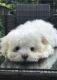 Maltese Puppies for sale in Edgewater, NJ 07020, USA. price: NA