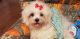 Maltese Puppies for sale in Carrollton, GA, USA. price: $1,200
