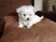 Maltese Puppies for sale in Schererville, IN, USA. price: NA