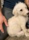 Maltese Puppies for sale in Roy, WA 98580, USA. price: $600