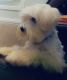 Maltese Puppies for sale in Lakeland, FL, USA. price: NA