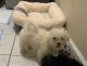 Maltese Puppies for sale in Lawrenceville, GA 30045, USA. price: $1,000